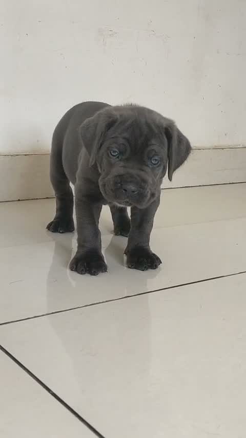 Cane Corso Puppy, farm video