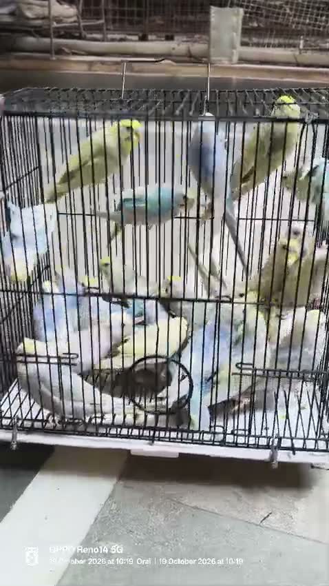 Budgies | Fallow, farm video