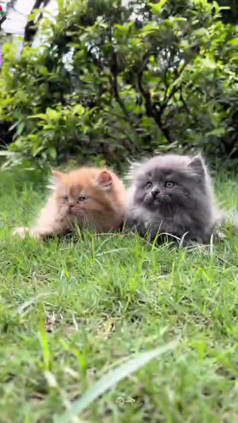 Persian, farm video