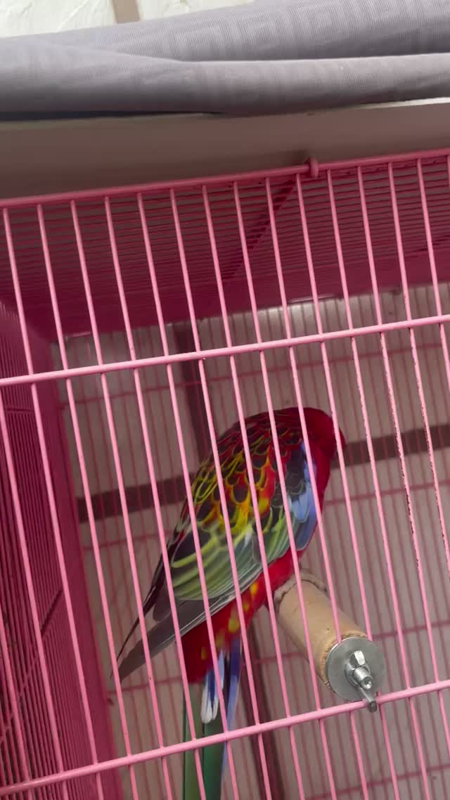 Rosella Bird, farm video