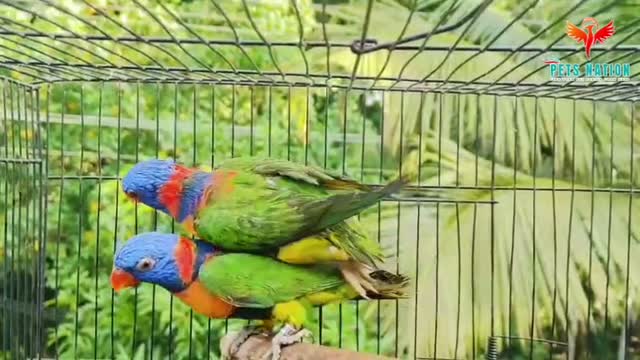Chattering Lorikeet, farm video