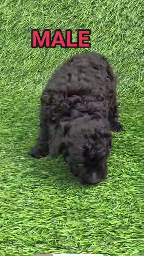 Toy Poodle Puppy, farm video