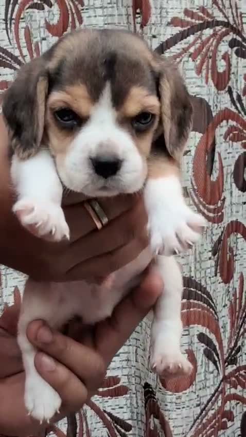 Beagle Black & Tan Puppy, farm video