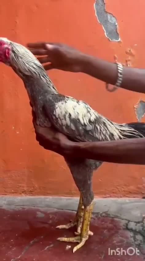 Karnam Pigeon, farm video