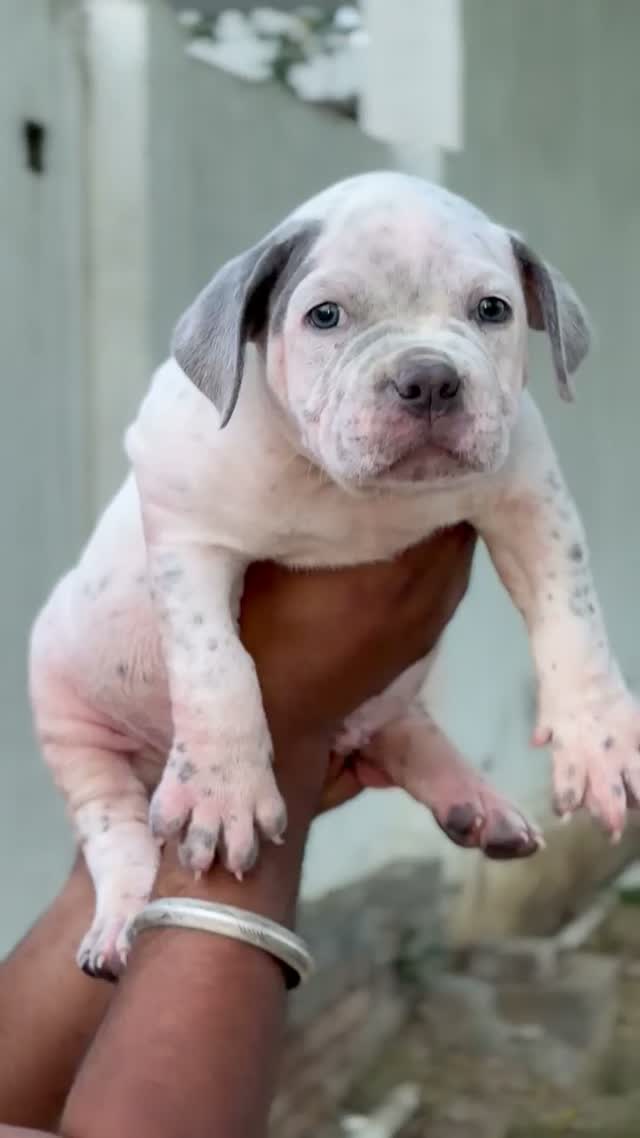 American Bully XL Size Puppy, farm video