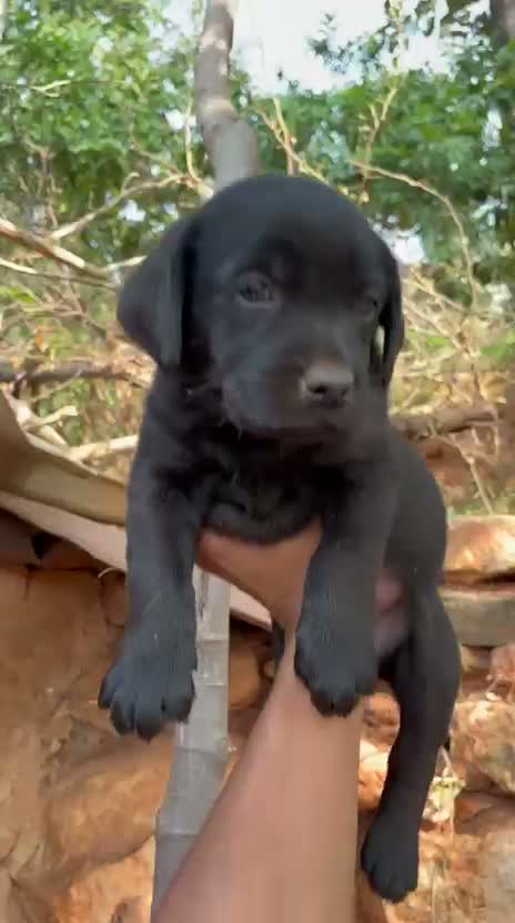 Beagle Black & Tan Puppy, farm video