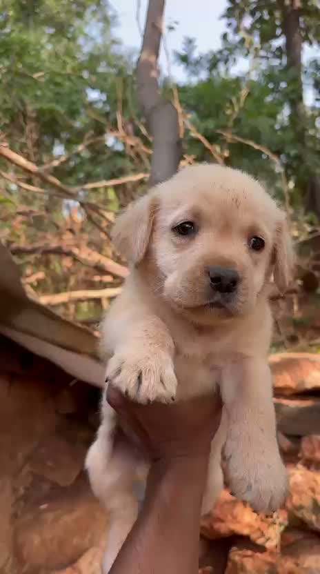Beagle Black & Tan Puppy, farm video