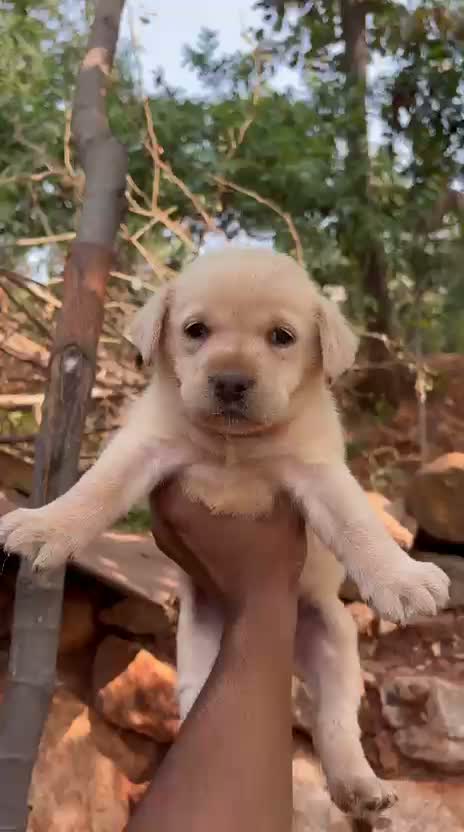 Beagle Black & Tan Puppy, farm video