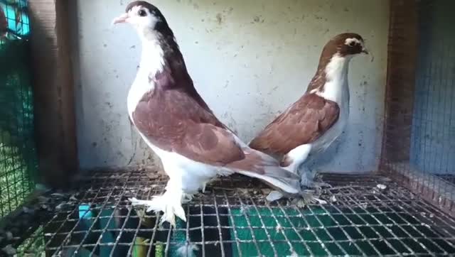 Karnam Pigeon, farm video