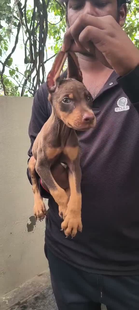 European Doberman Puppy | Black & Tan, farm video