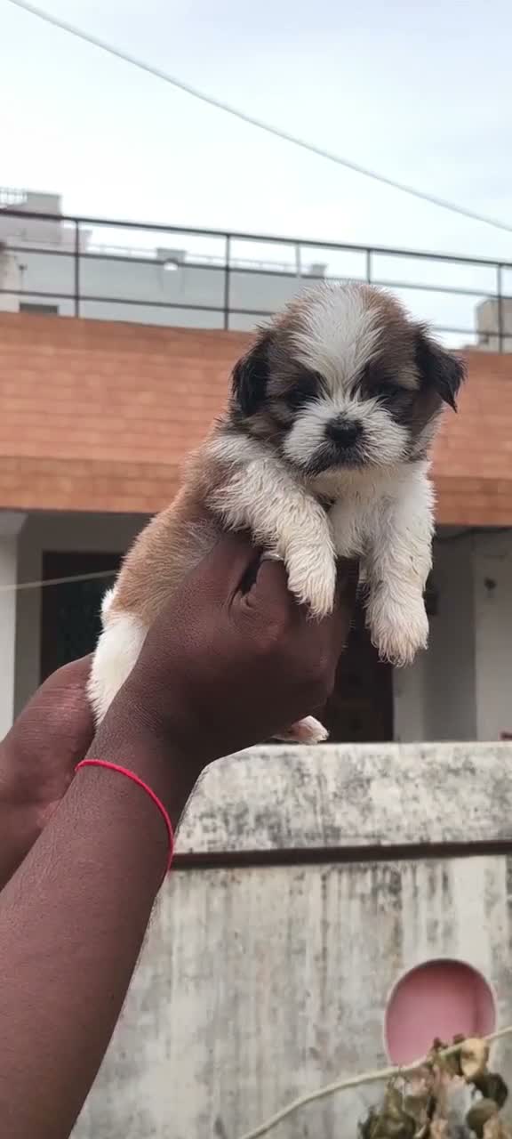 Shih Tzu | Black Color, farm video