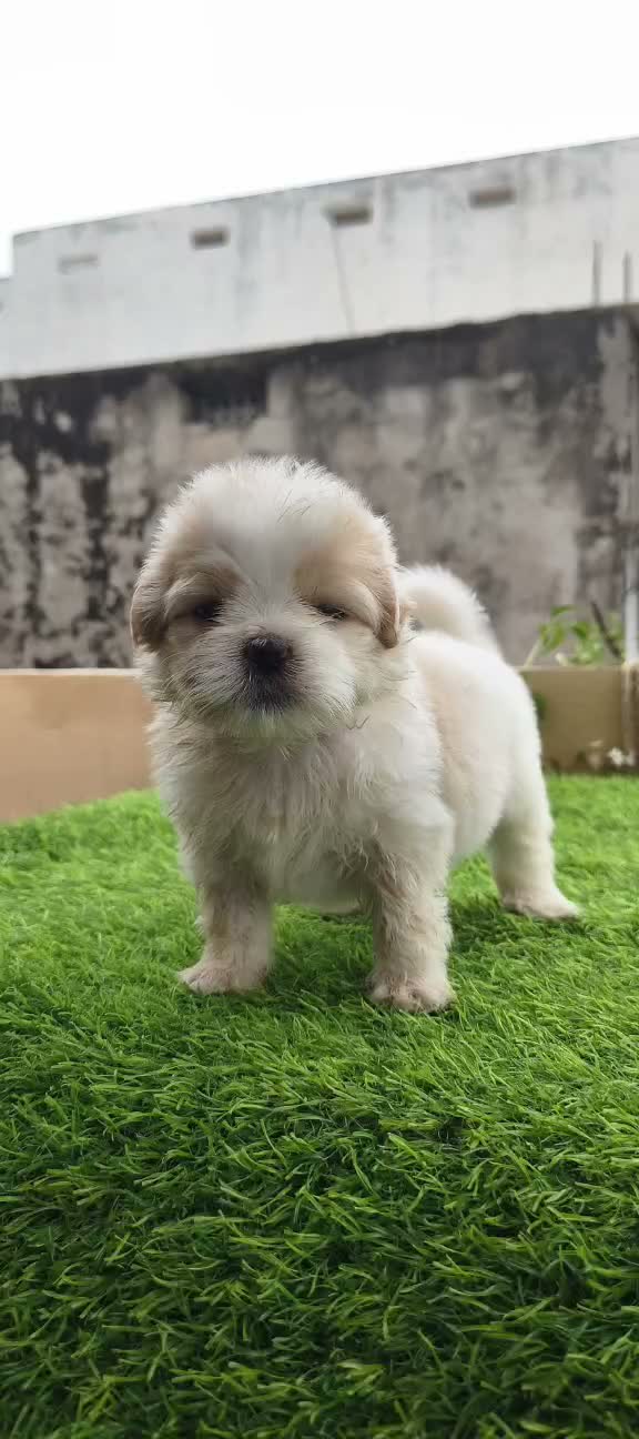 Shih Tzu | Black Color, farm video