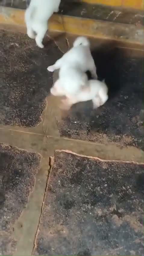 Pomeranian Puppy, farm video