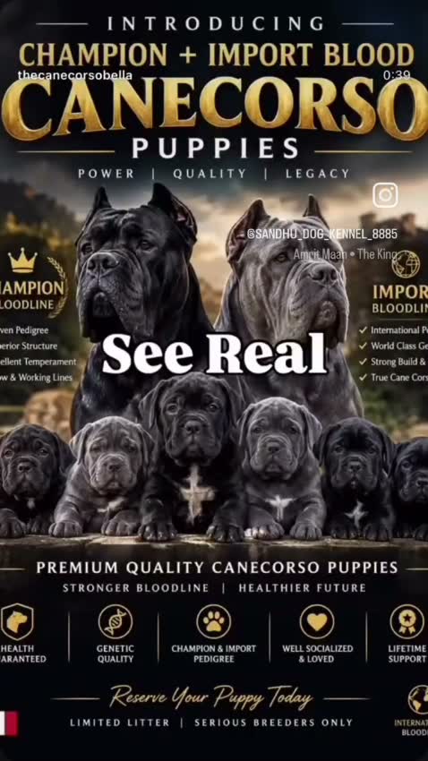 Cane Corso Puppy, farm video