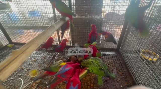 Chattering Lorikeet, farm video