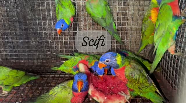 Chattering Lorikeet, farm video