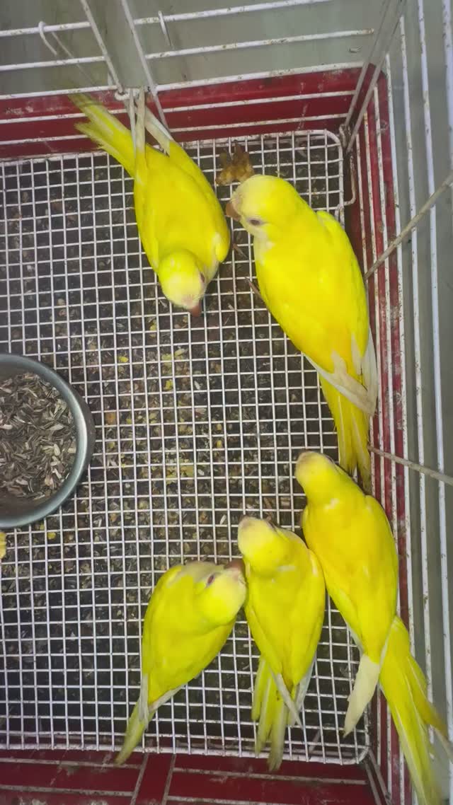 Yellow Monk | Lutino Quaker Parrot, farm video