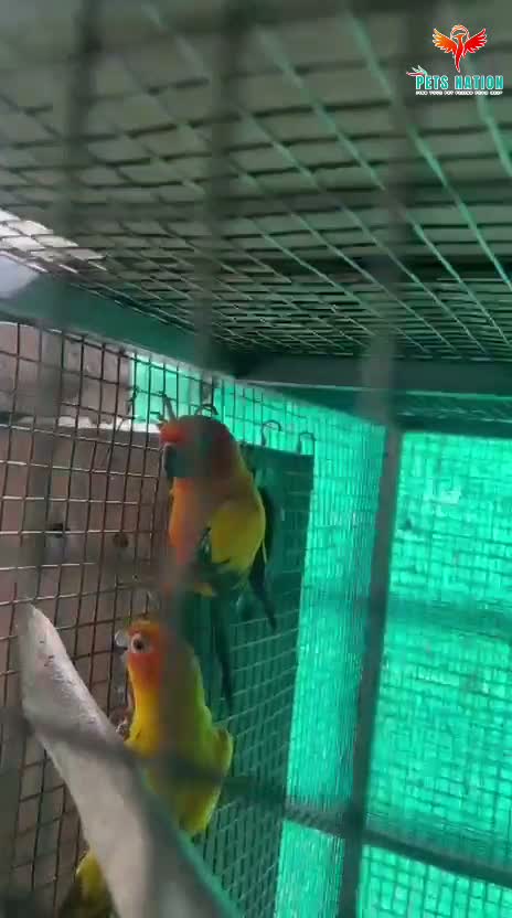 Sun Conure, farm video