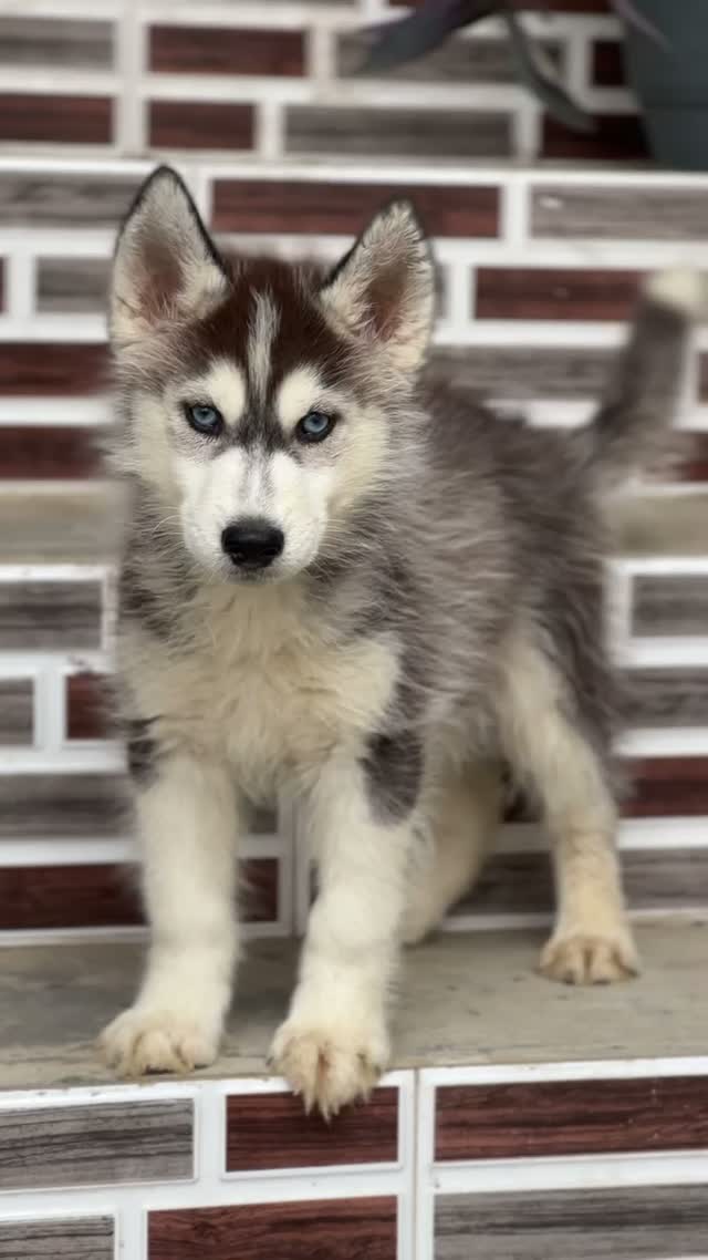 Siberian Husky Puppy | Black & White Color, farm video