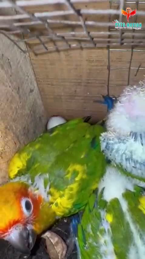 Sun Conure, farm video