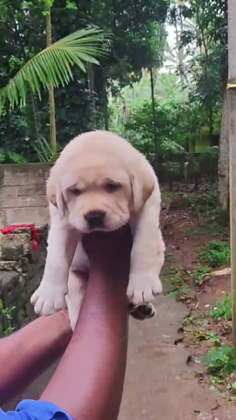 Beagle Black & Tan Puppy, farm video