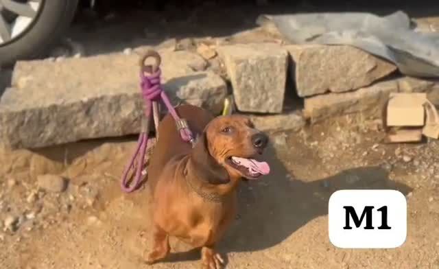 Dachshund Puppy | Brown & Tan, farm video