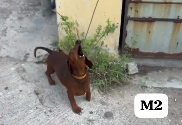 Dachshund Puppy | Brown & Tan, farm video