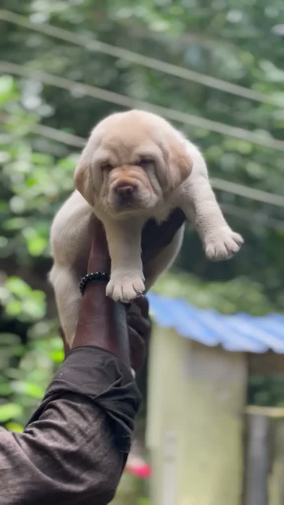 Beagle Black & Tan Puppy, farm video