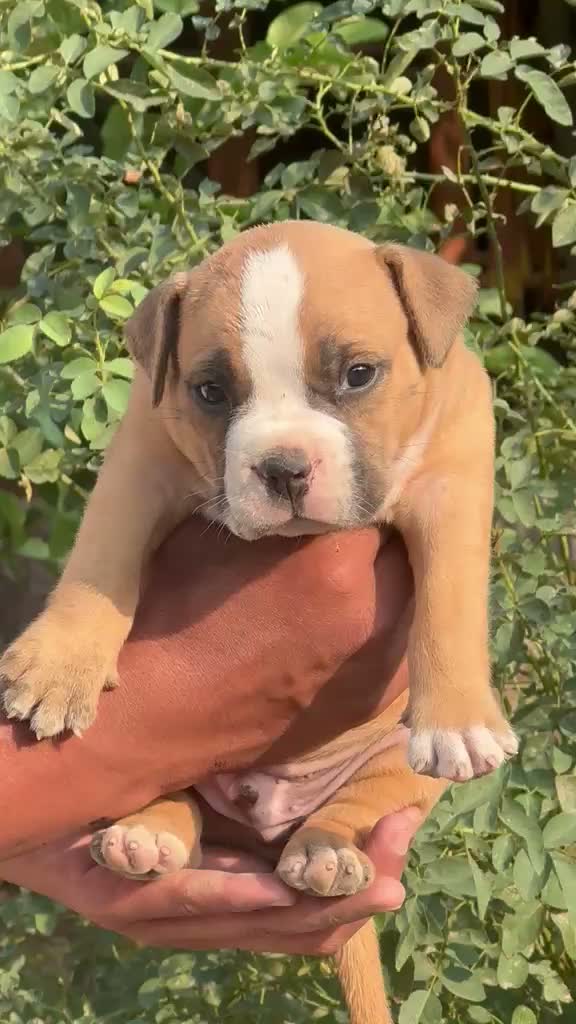 American Bully Pocket Size Puppy, farm video