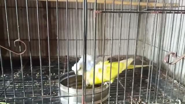 Fantail Pigeon, farm video