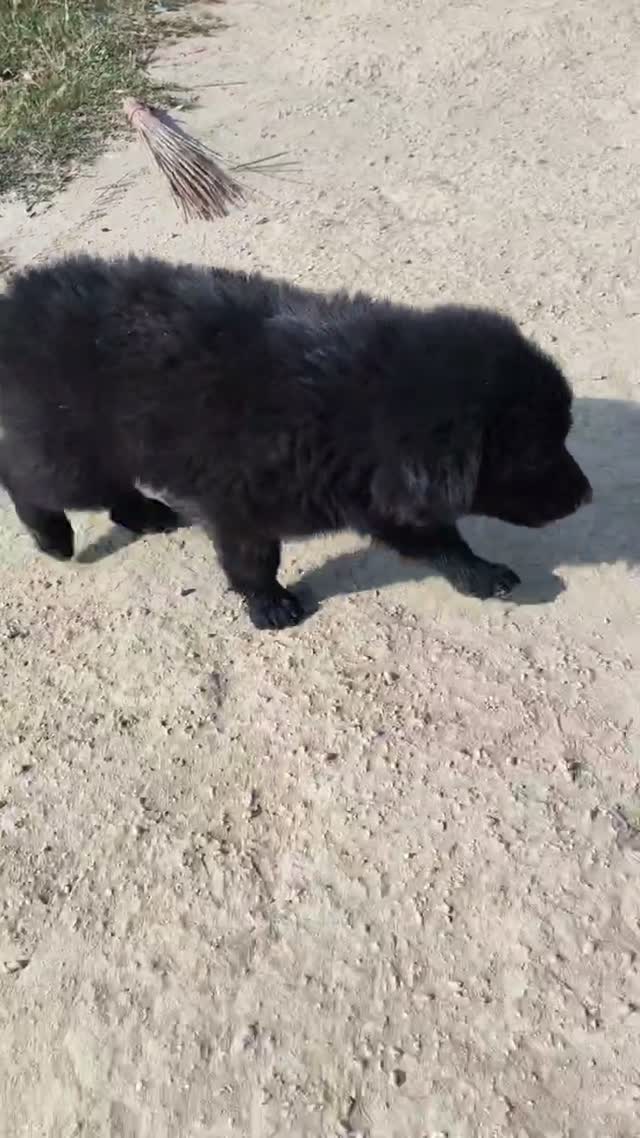 German Shepherd Puppy, farm video