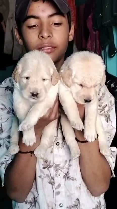 Labrador Retriever Puppy, farm video