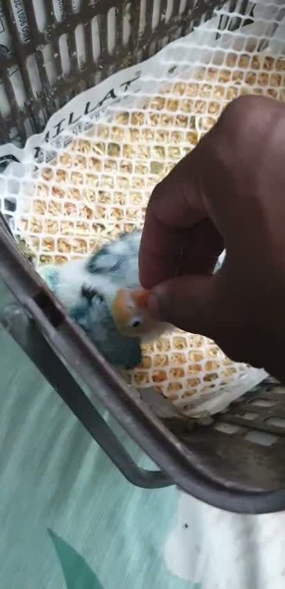 African Love Birds, farm video