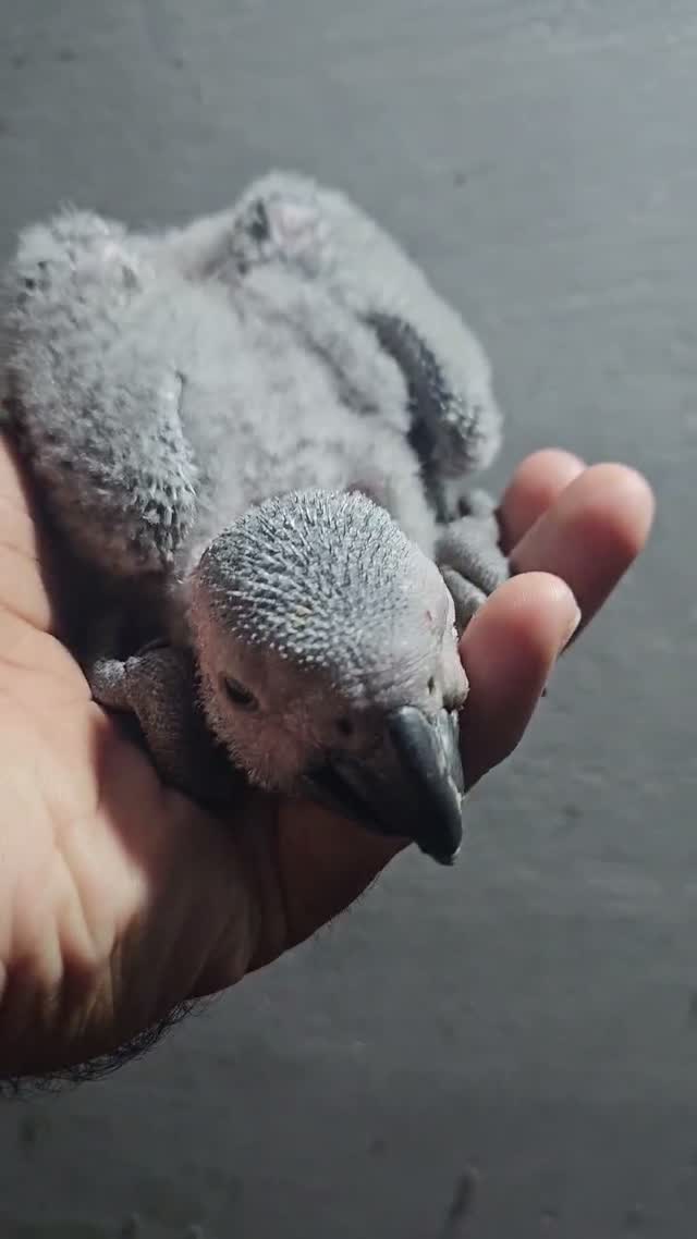 African Grey Parrot, farm video