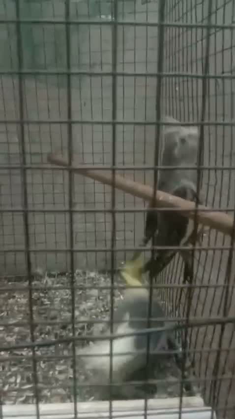Cockatiel, farm video