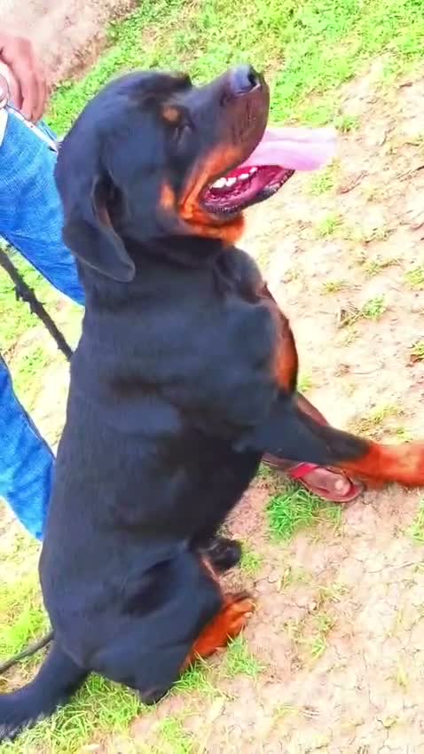 Rottweiler Puppy, farm video