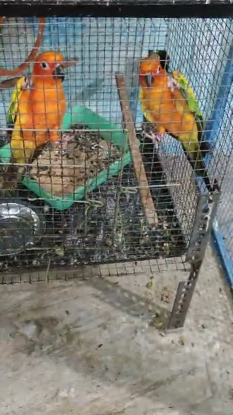 Sun Conure, farm video