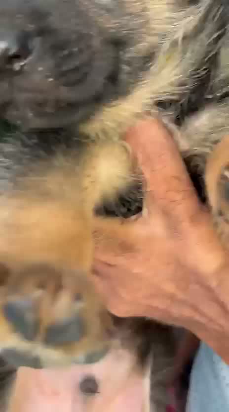 German Shepherd Puppy, farm video