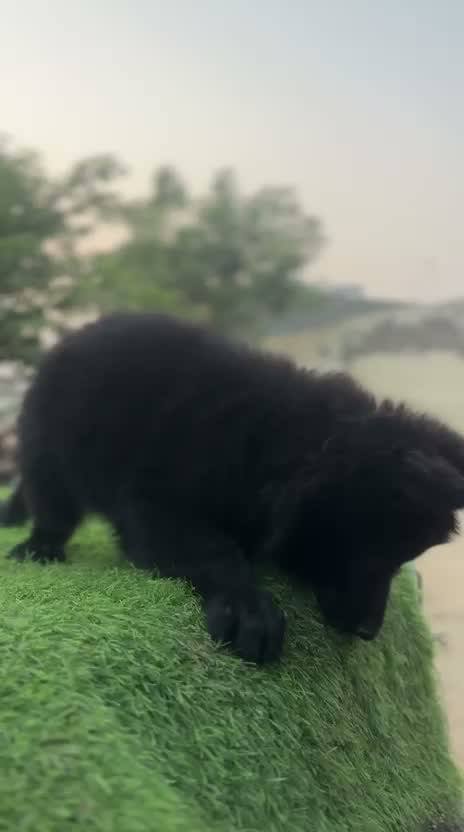 German Shepherd Puppy, farm video