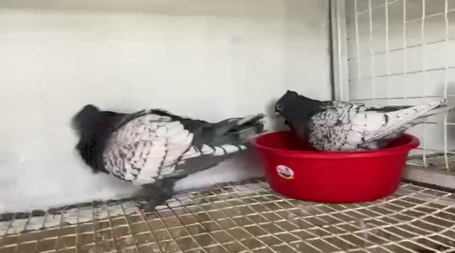 Fantail Pigeon, farm video