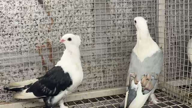 Fantail Pigeon, farm video