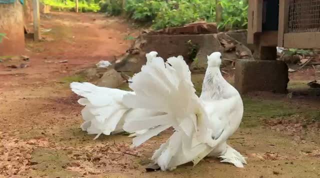 Fantail Pigeon, farm video
