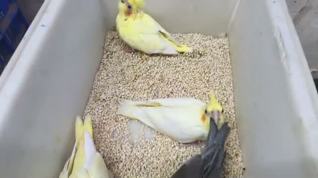 Cockatiel, farm video