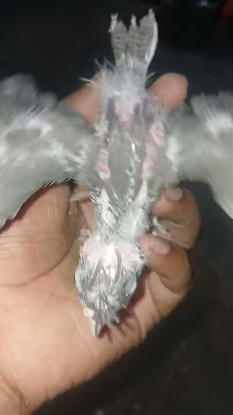 Cockatiel | Pied, farm video