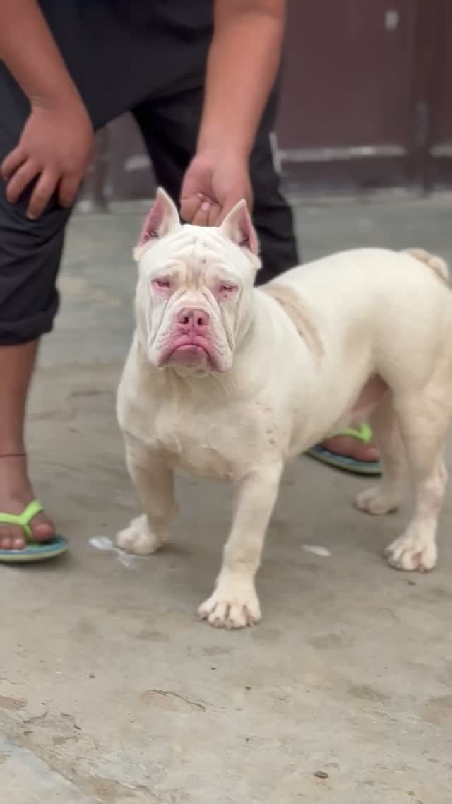 American Bully Pocket Size Puppy, farm video