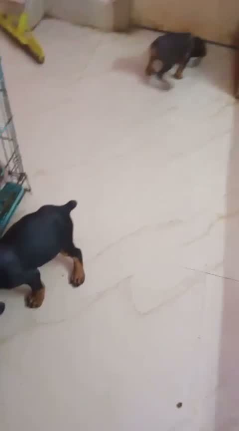 Doberman Pinscher Puppy, farm video