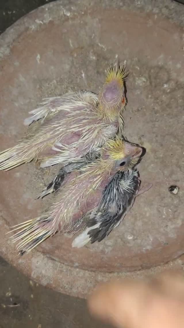 Cockatiel | Pied, farm video