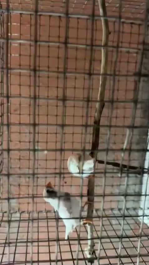 Small Cheek Conure, farm video