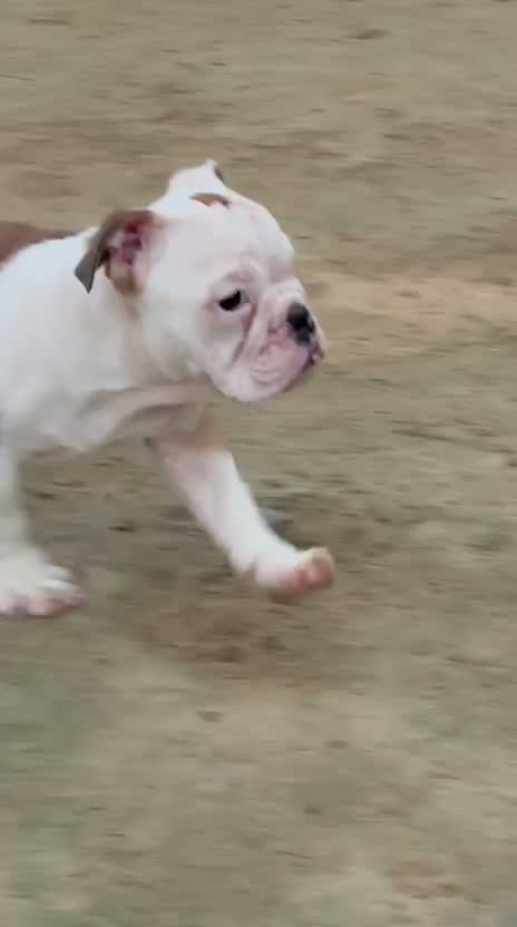 French Bulldog Puppy, farm video
