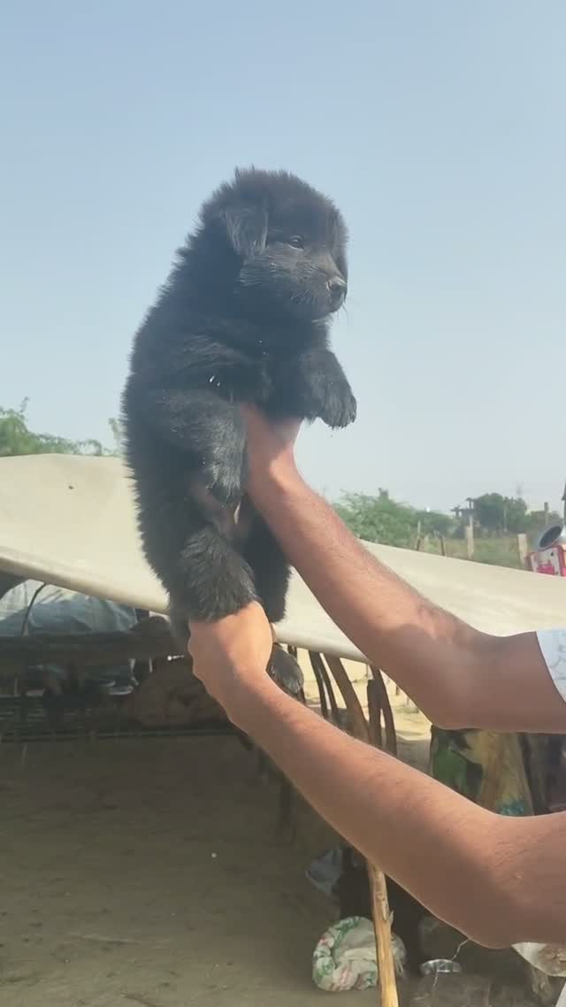 German Shepherd Puppy, farm video